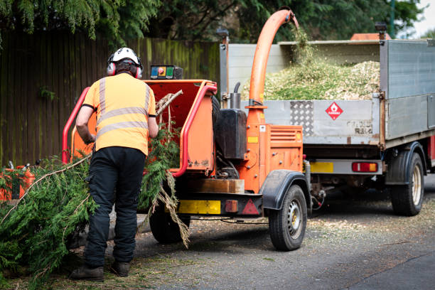 Best Hazardous Tree Removal  in Mackinaw, IL