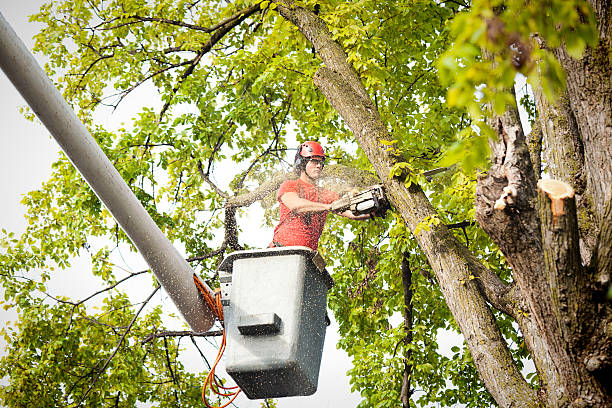 Best Tree Removal  in Mackinaw, IL