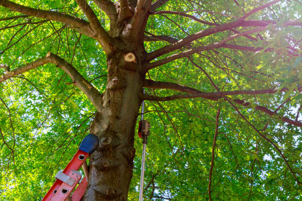 Best Tree Maintenance Programs  in Mackinaw, IL